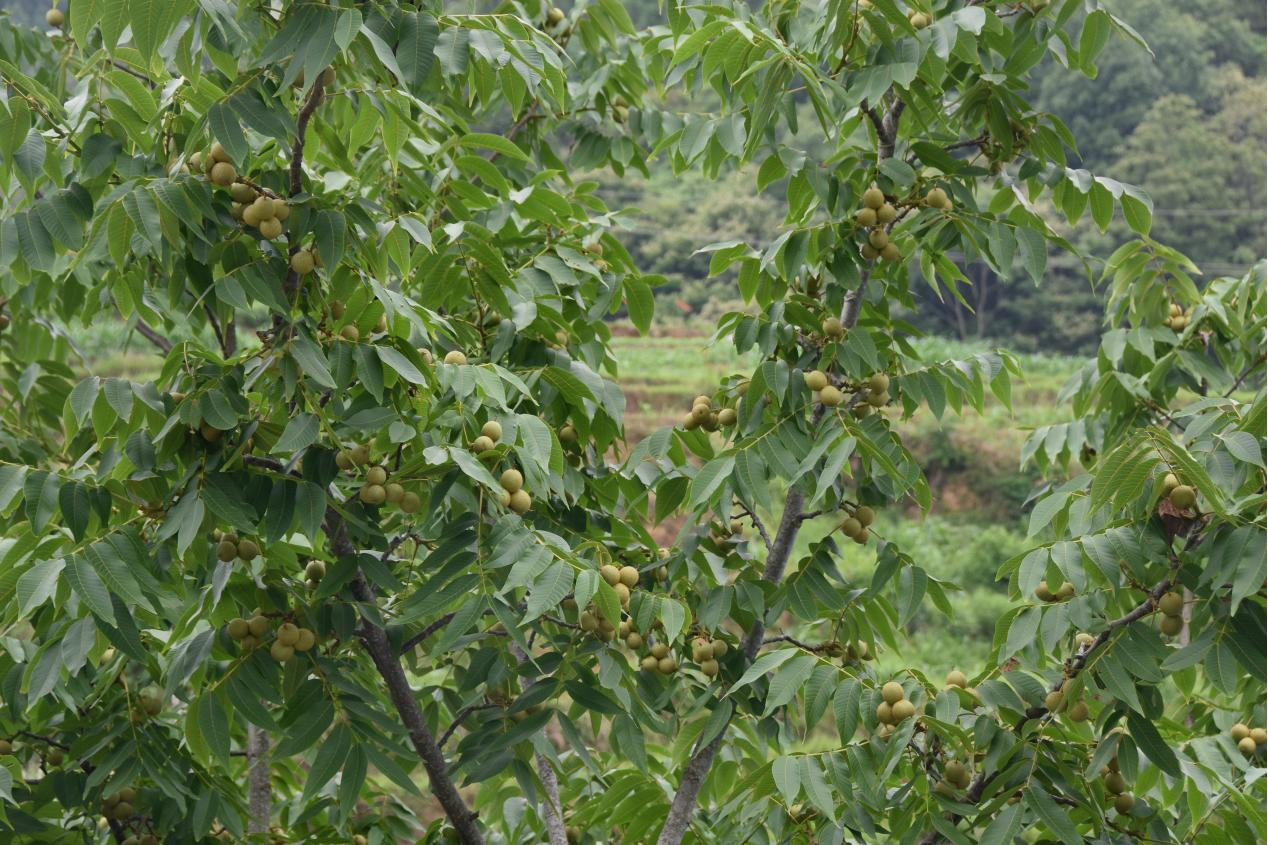 凤山核桃