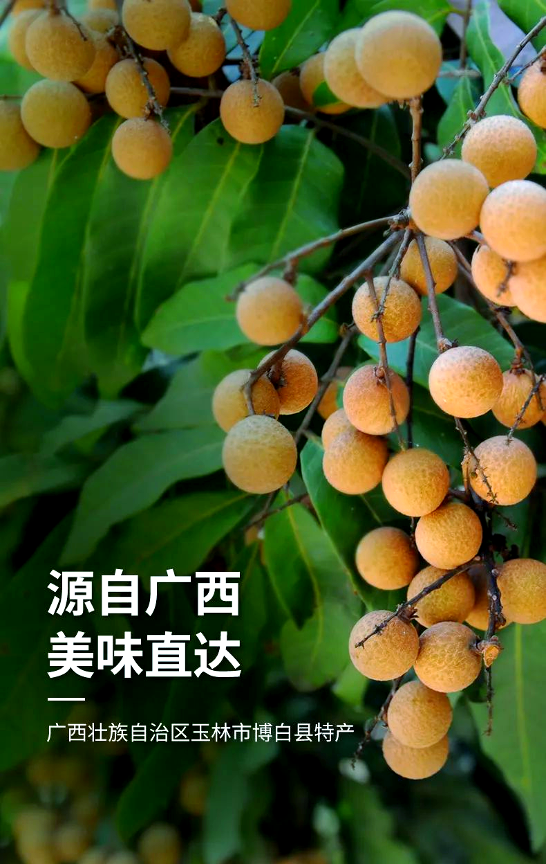 博白桂圆