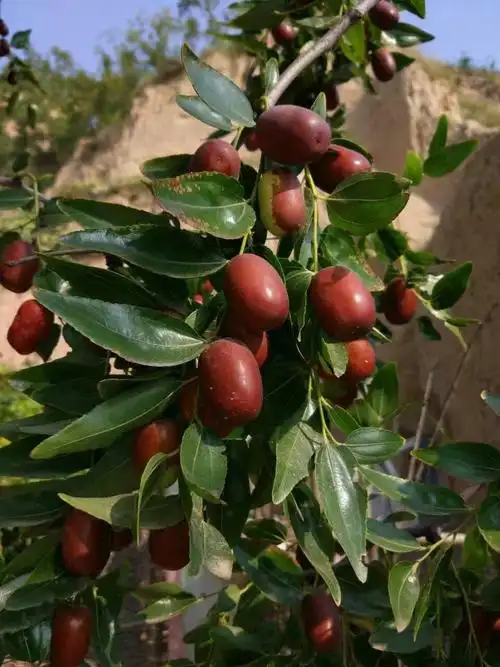 吴堡红枣