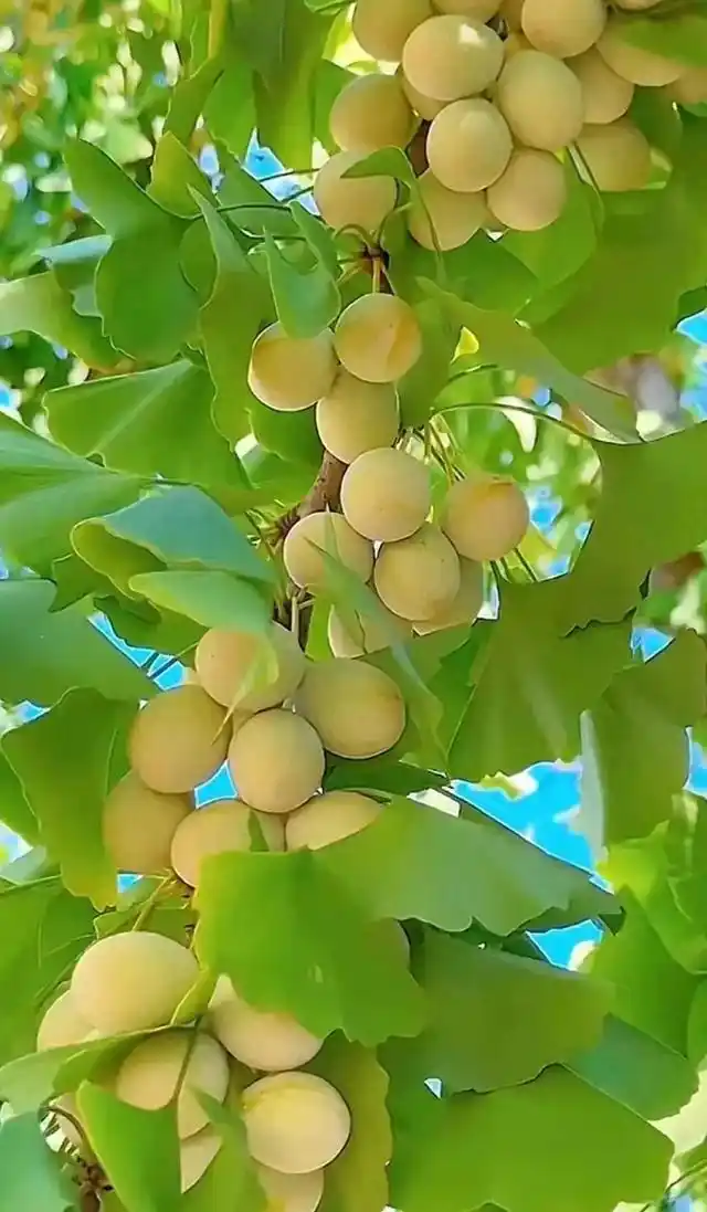 嵩县银杏