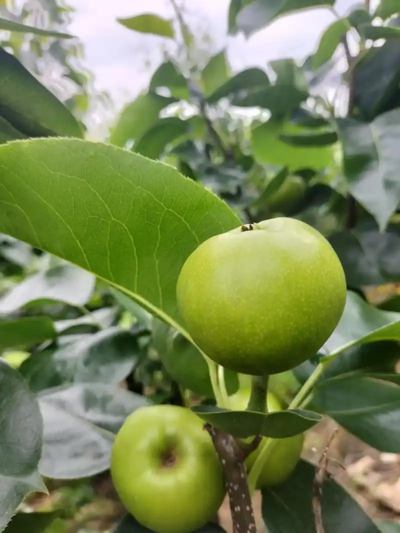 广安蜜梨