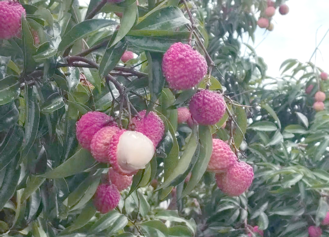 惠来荔枝
