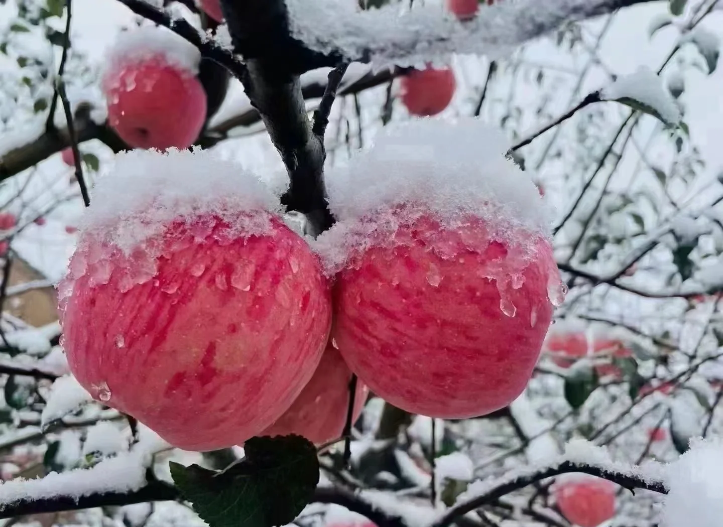 旬邑苹果