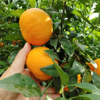 永胜沃柑