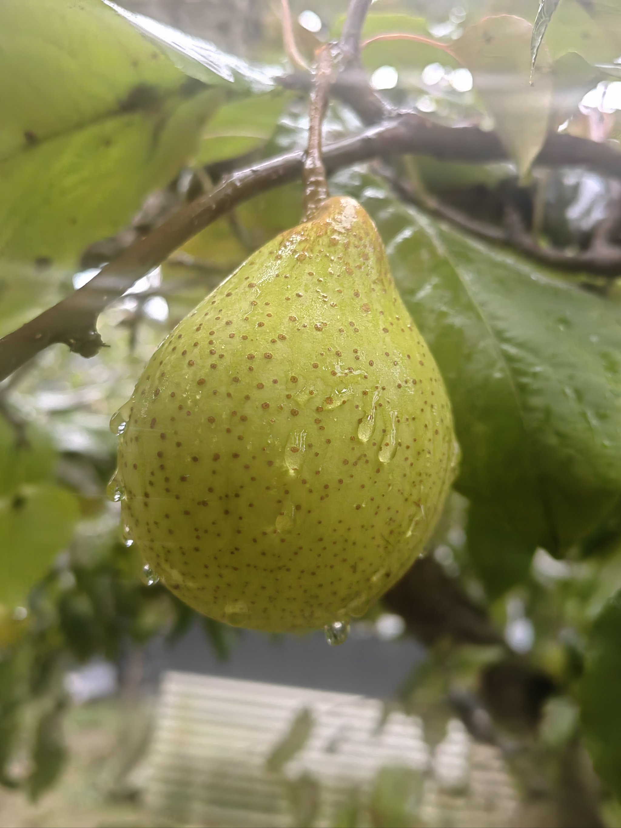淇县大鸭梨