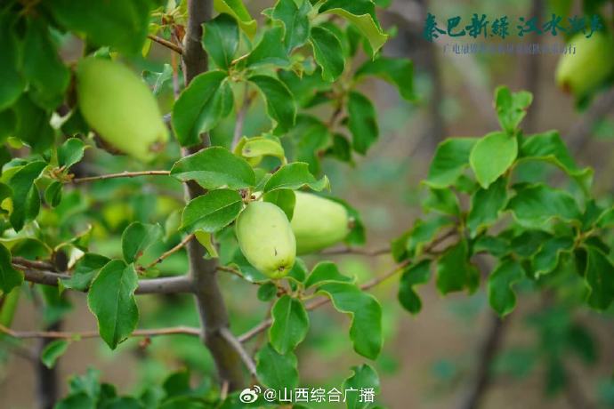 白河木瓜