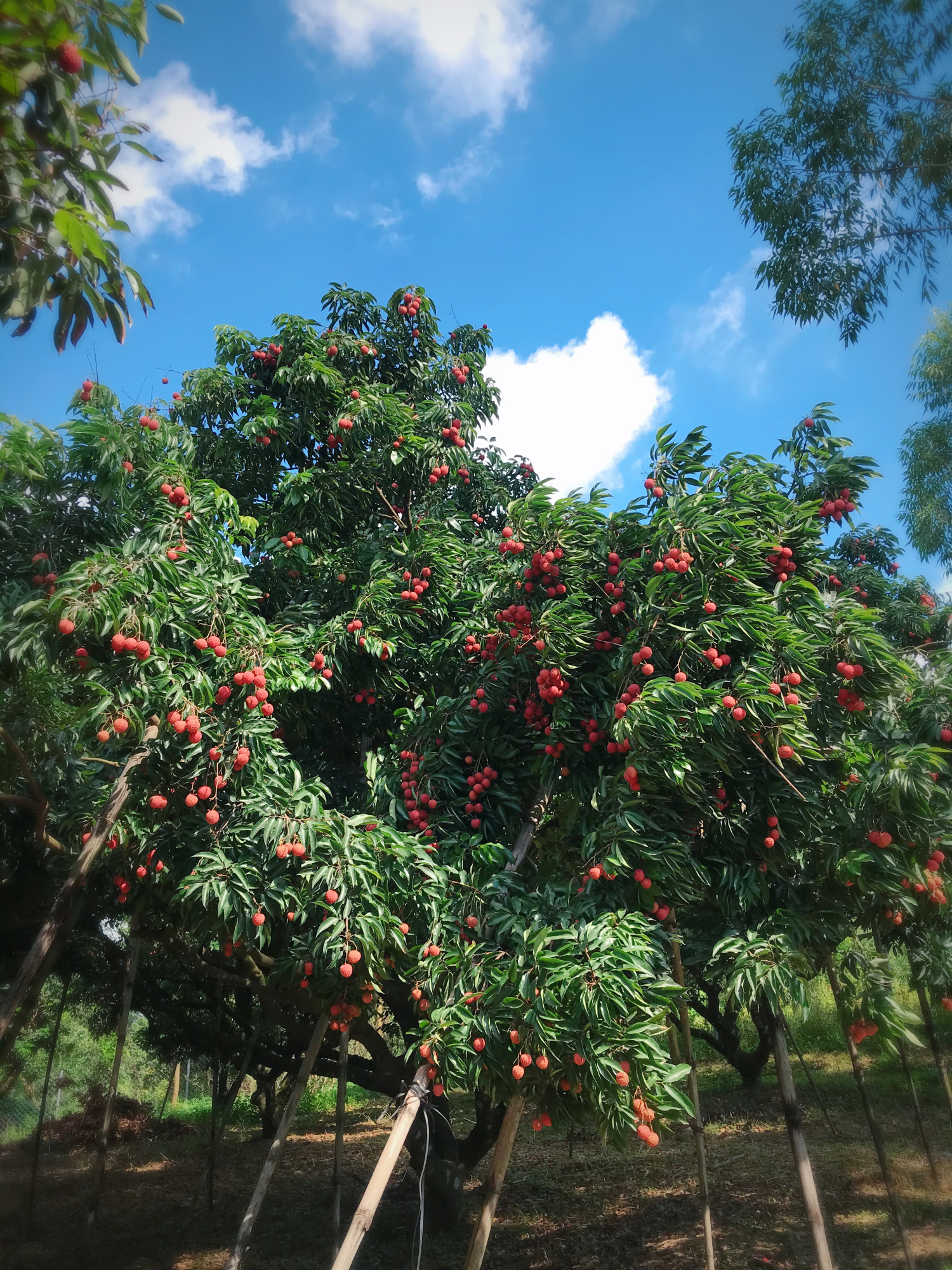 罗浮山荔枝