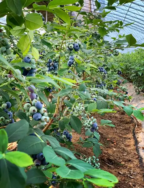 胶南蓝莓