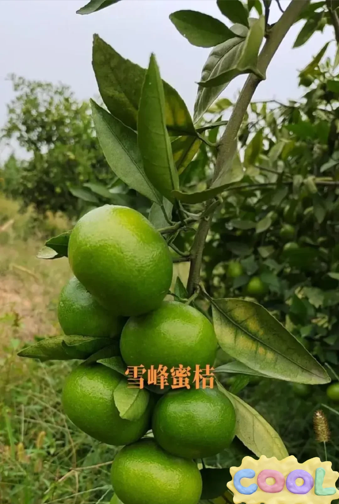 雪峰蜜桔