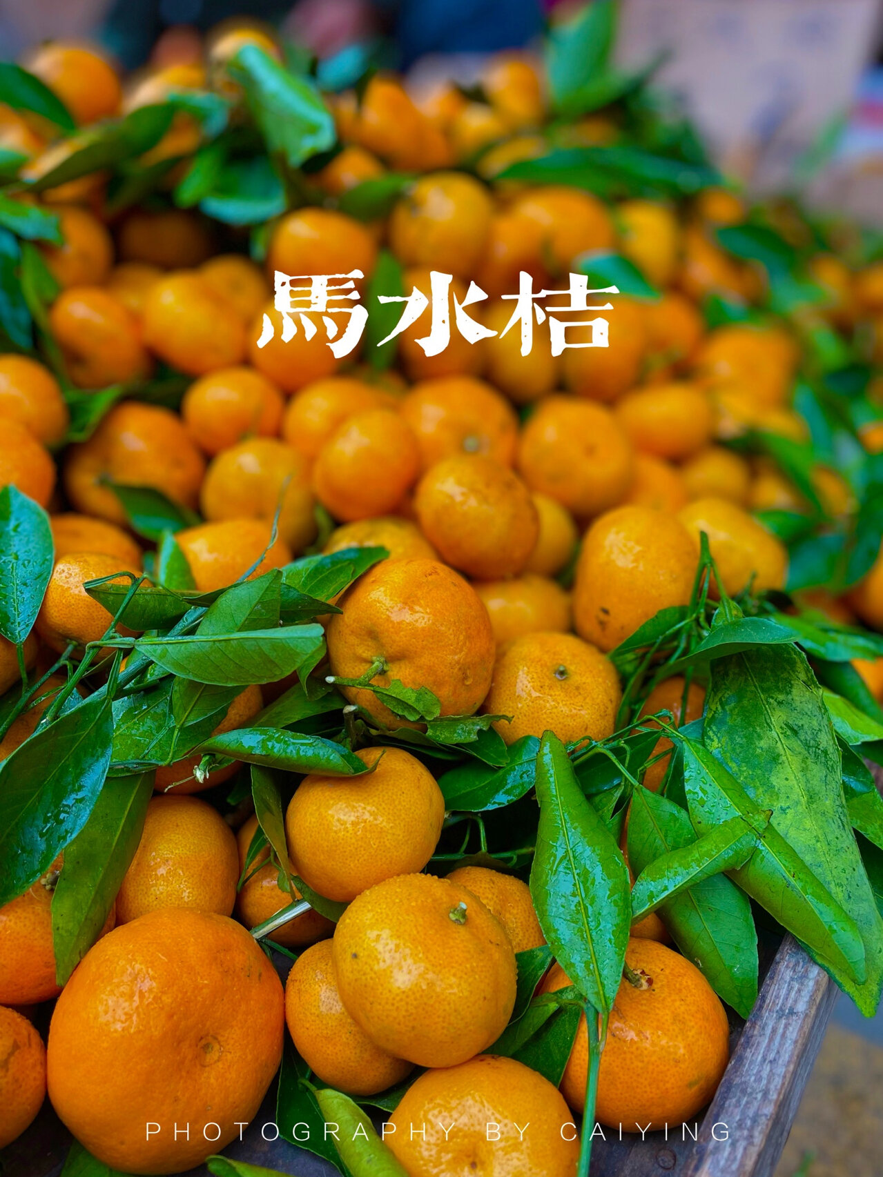 马水桔