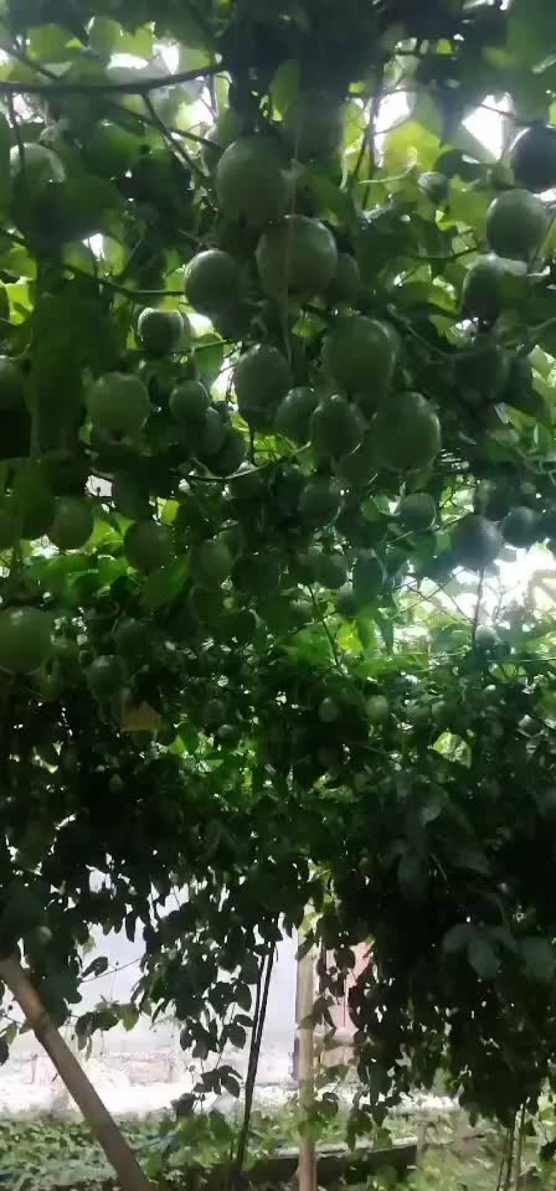 云南保山隆阳区产区
