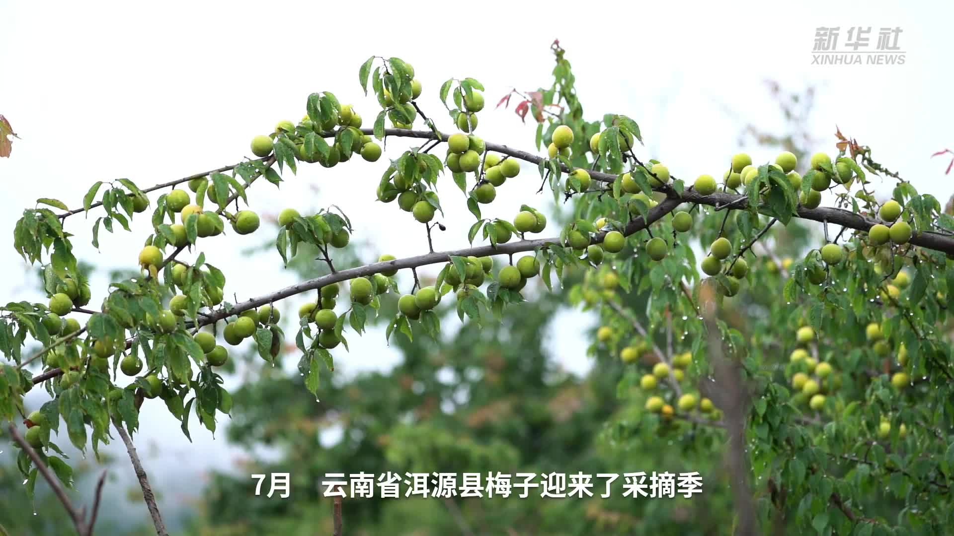 云南大理洱源县产区