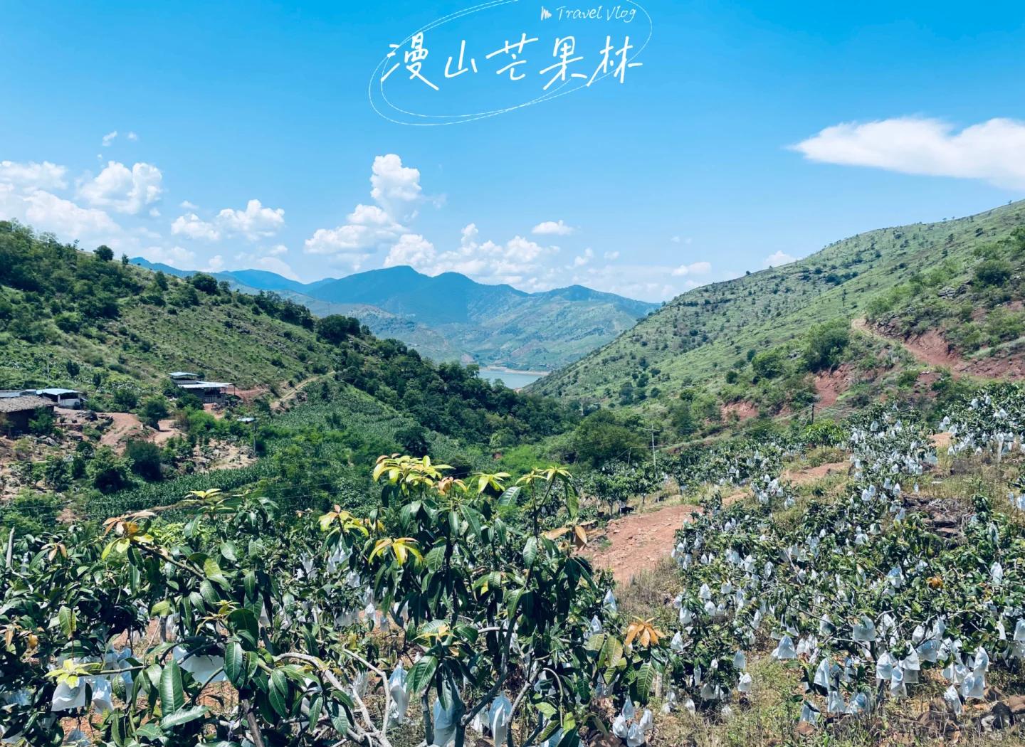 云南楚雄永仁县产区