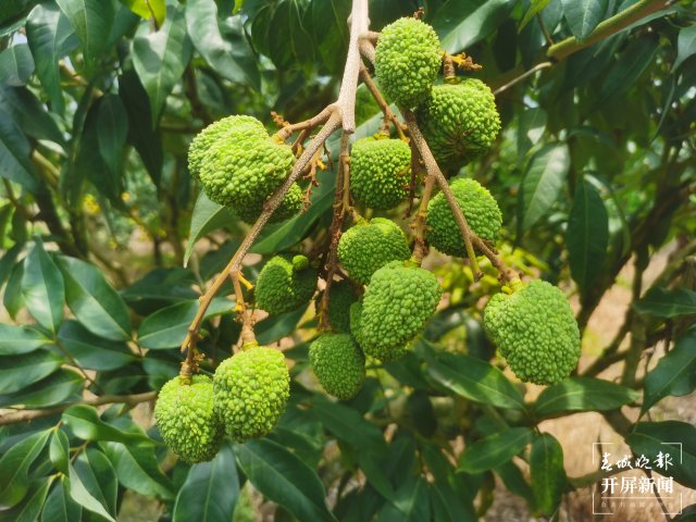 云南红河州屏边县产区
