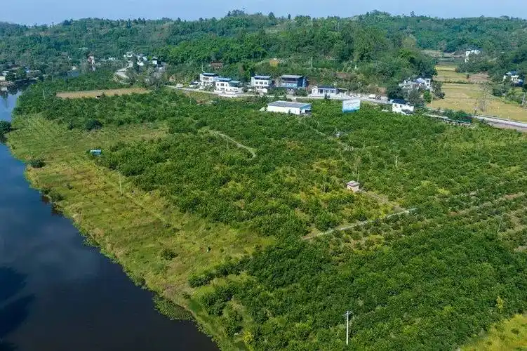 四川乐山井研县产区
