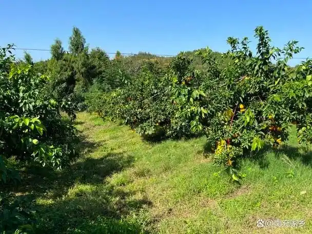 四川南充西充县产区