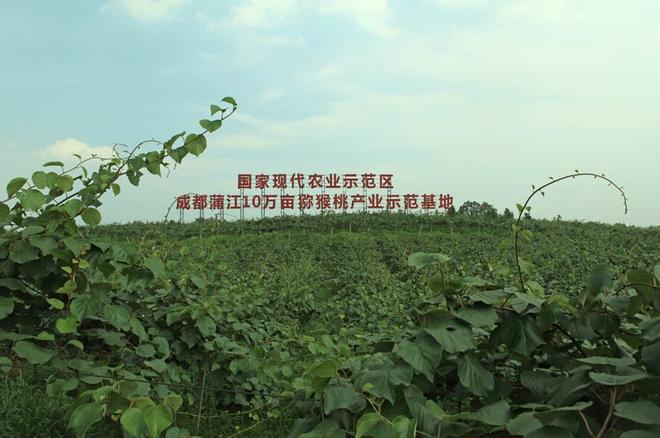 四川成都蒲江县产区