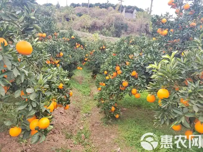 四川成都金堂县产区