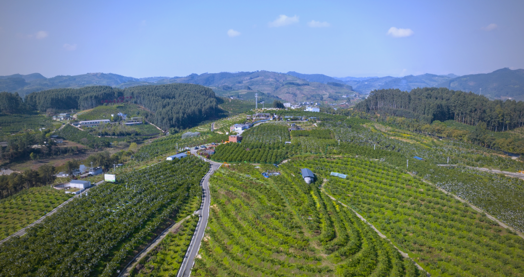 四川眉山丹棱县产区