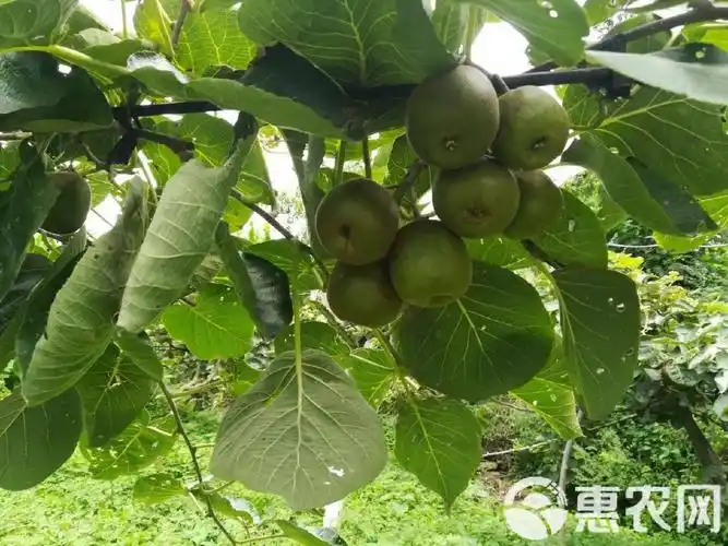 四川绵阳平武县产区