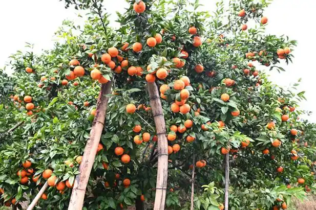 四川自贡荣县产区