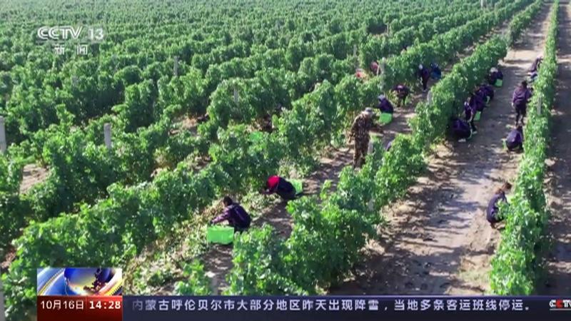 宁夏吴忠红寺堡区产区