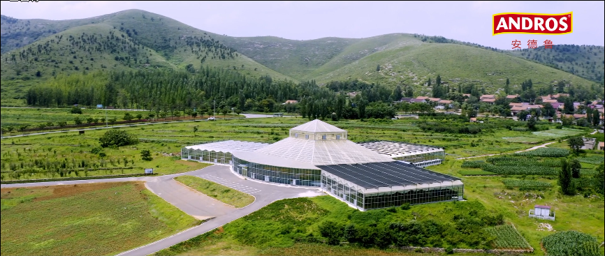 山东临沂沂南县产区