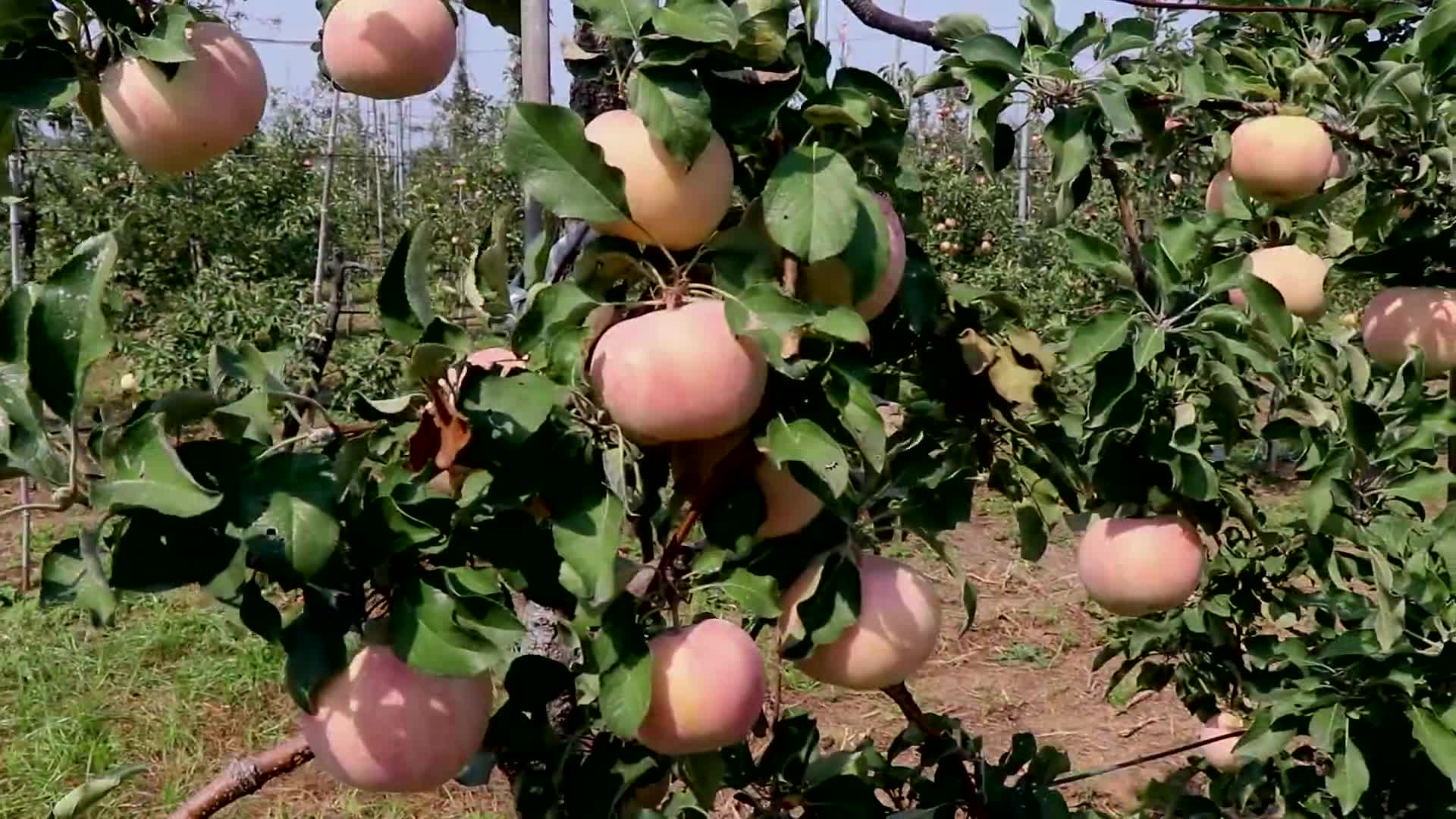 山东济南长清区产区