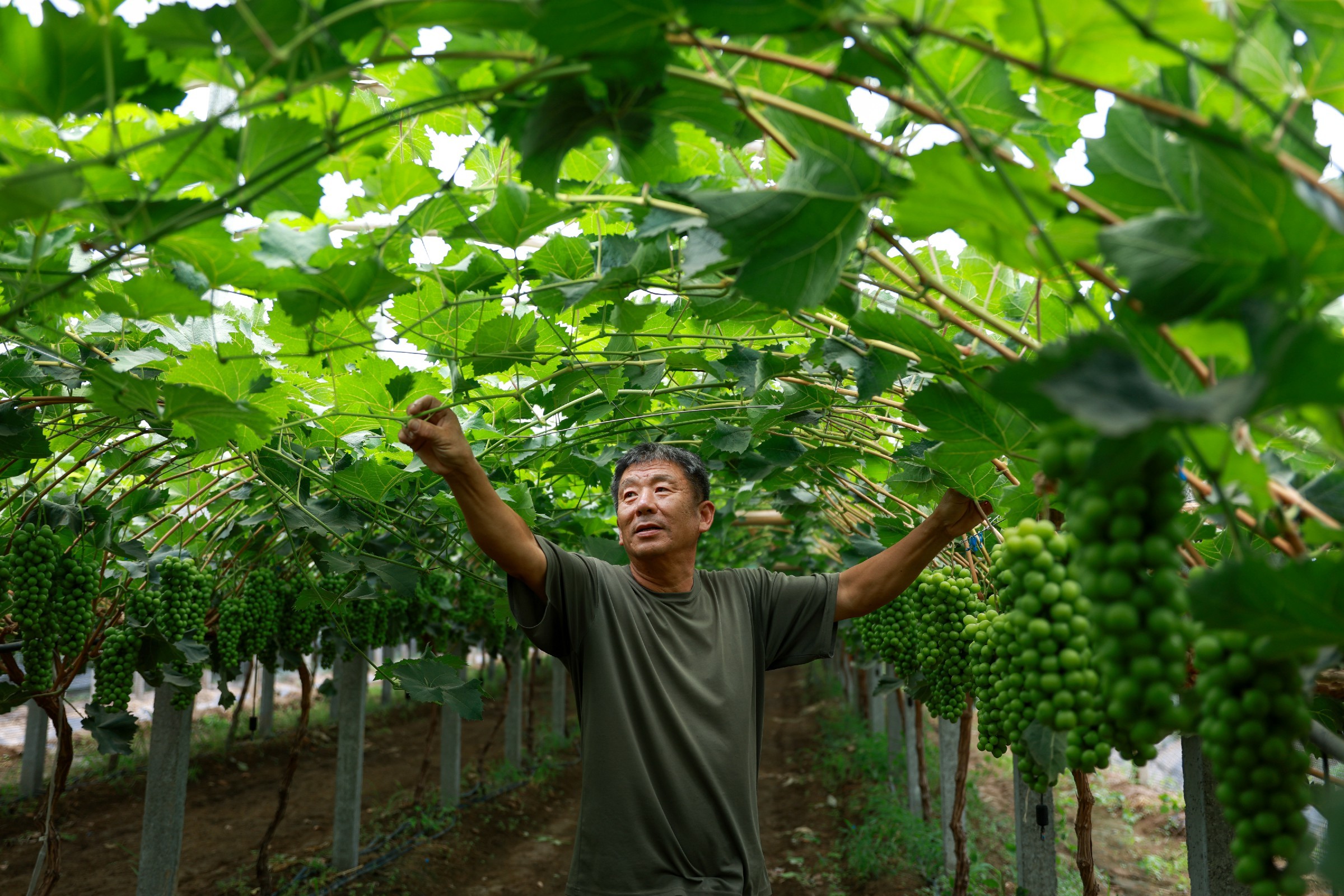 山东聊城茌平区产区