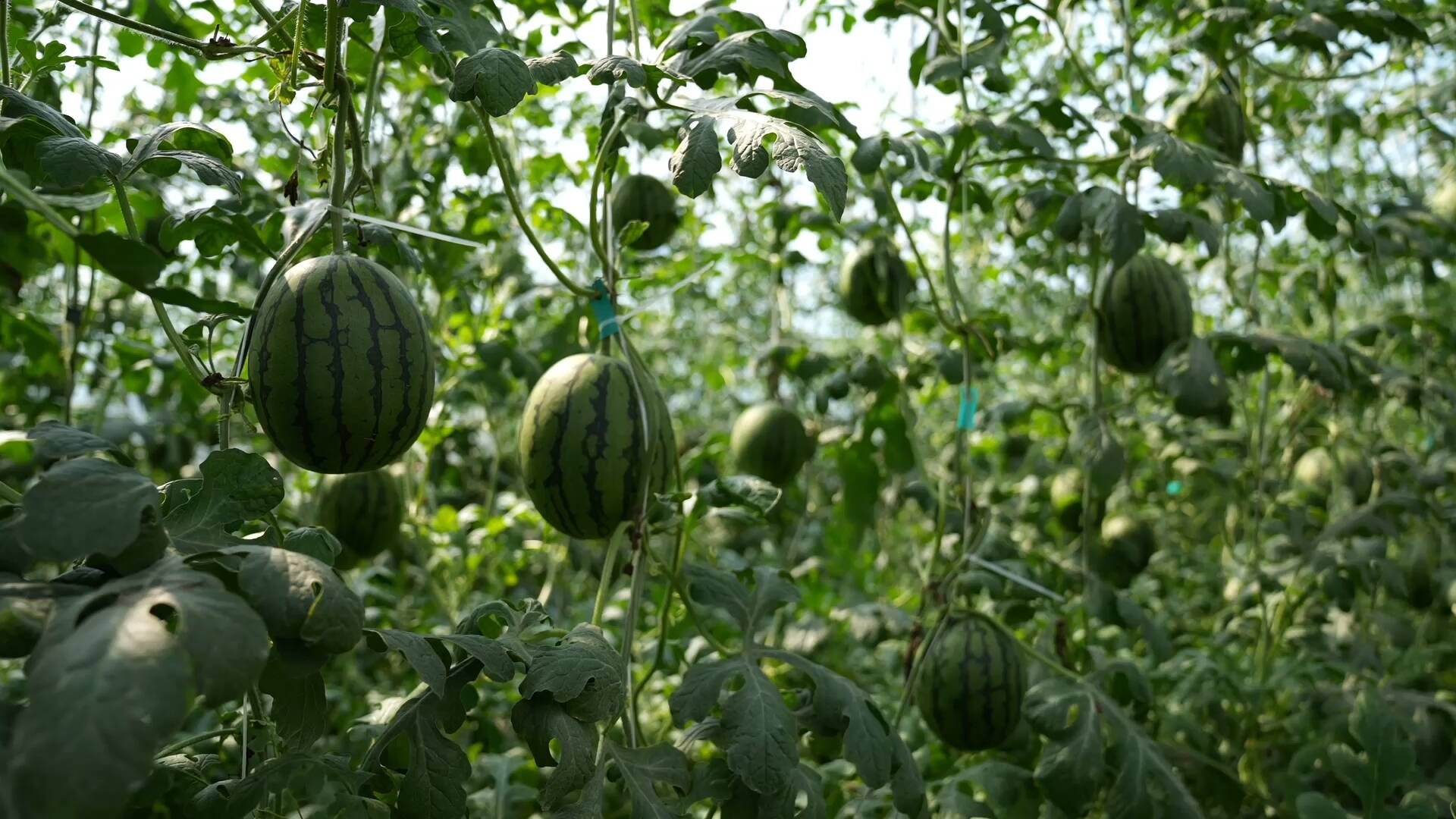 山东菏泽定陶区产区