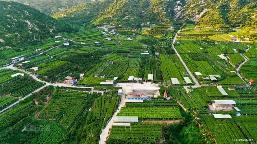 山东青岛平度区产区