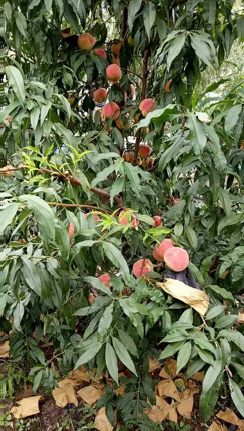 山东青岛黄岛区产区