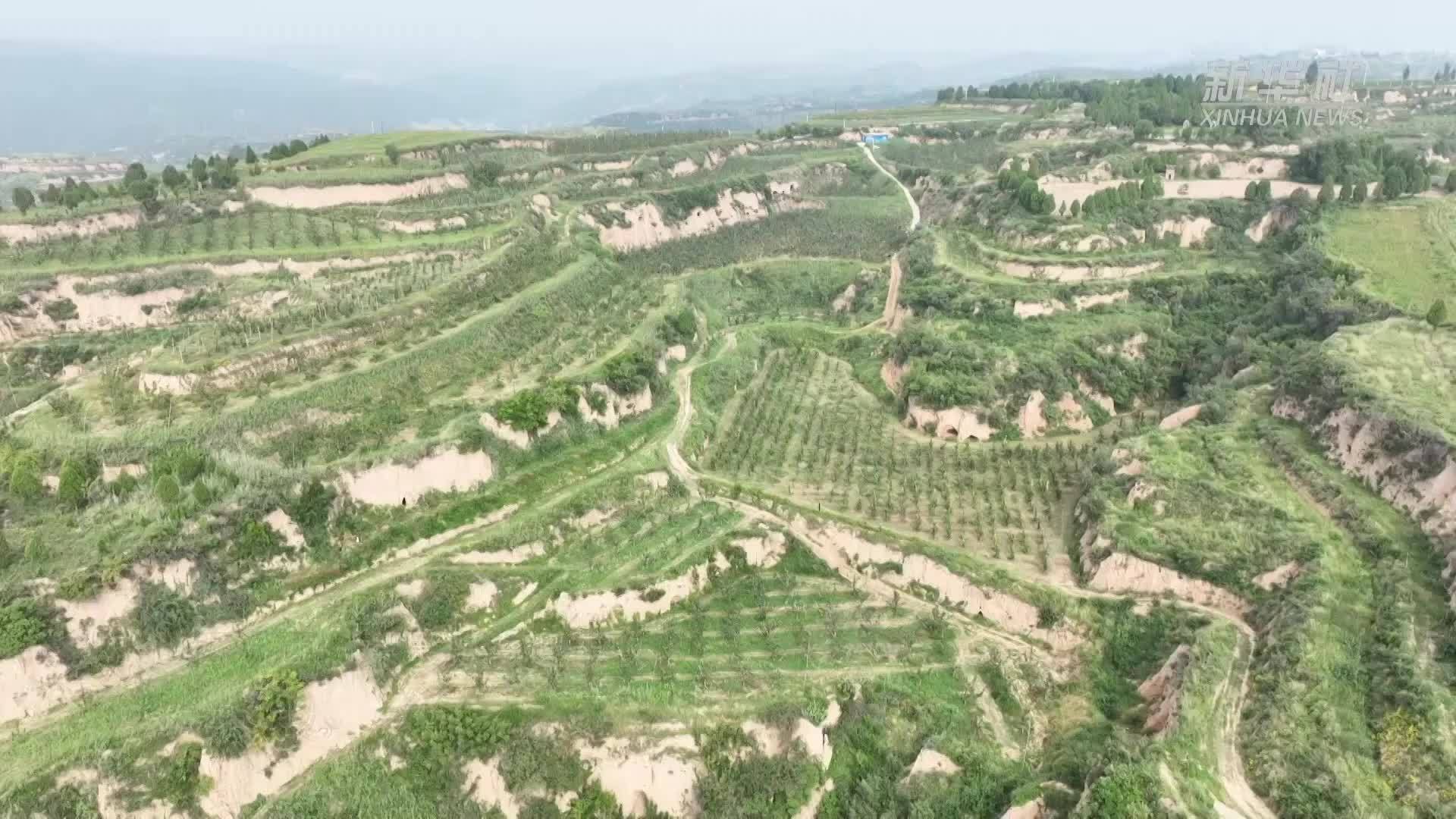 山西临汾汾西县产区