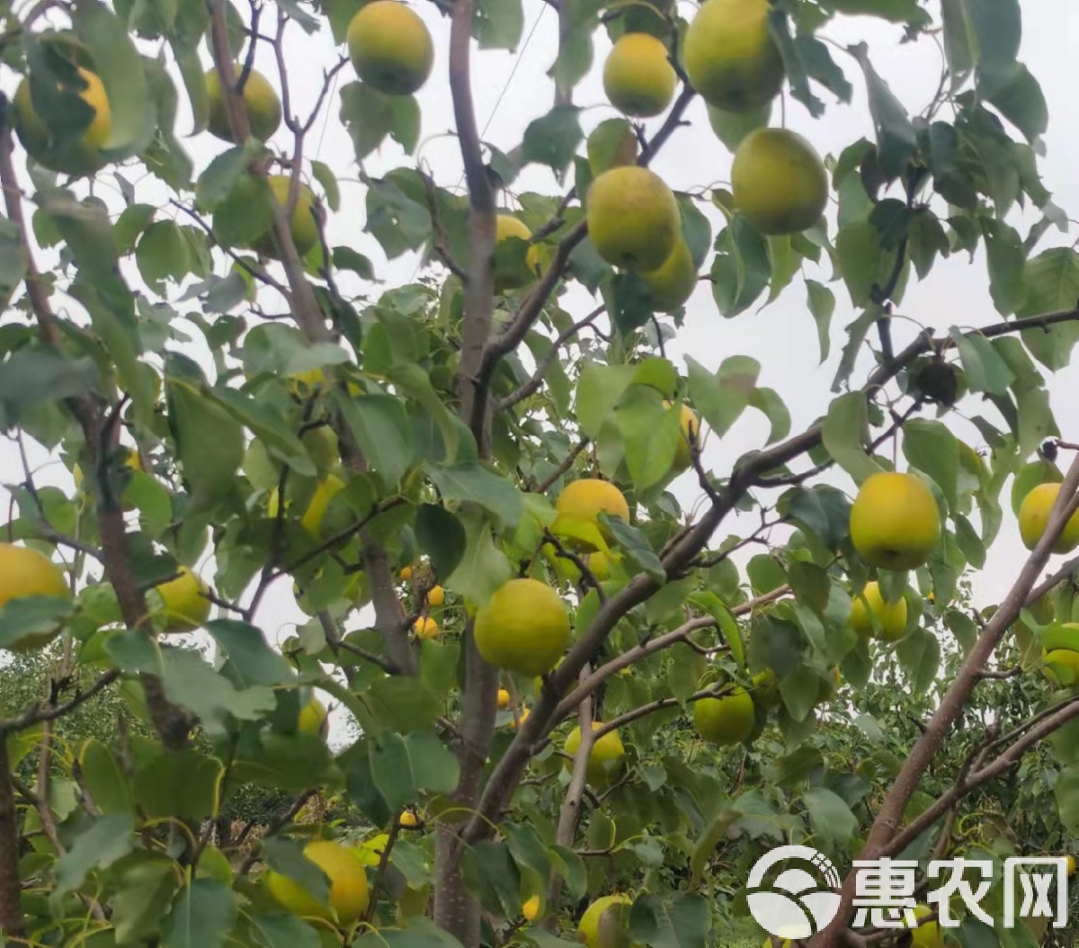 山西忻州原平市产区