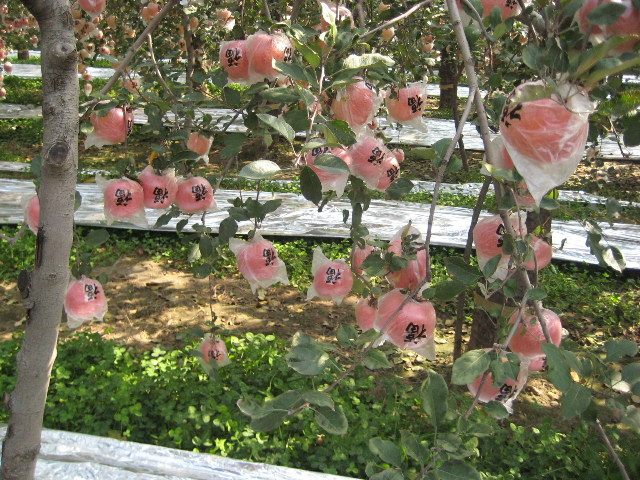山西运城芮城县产区