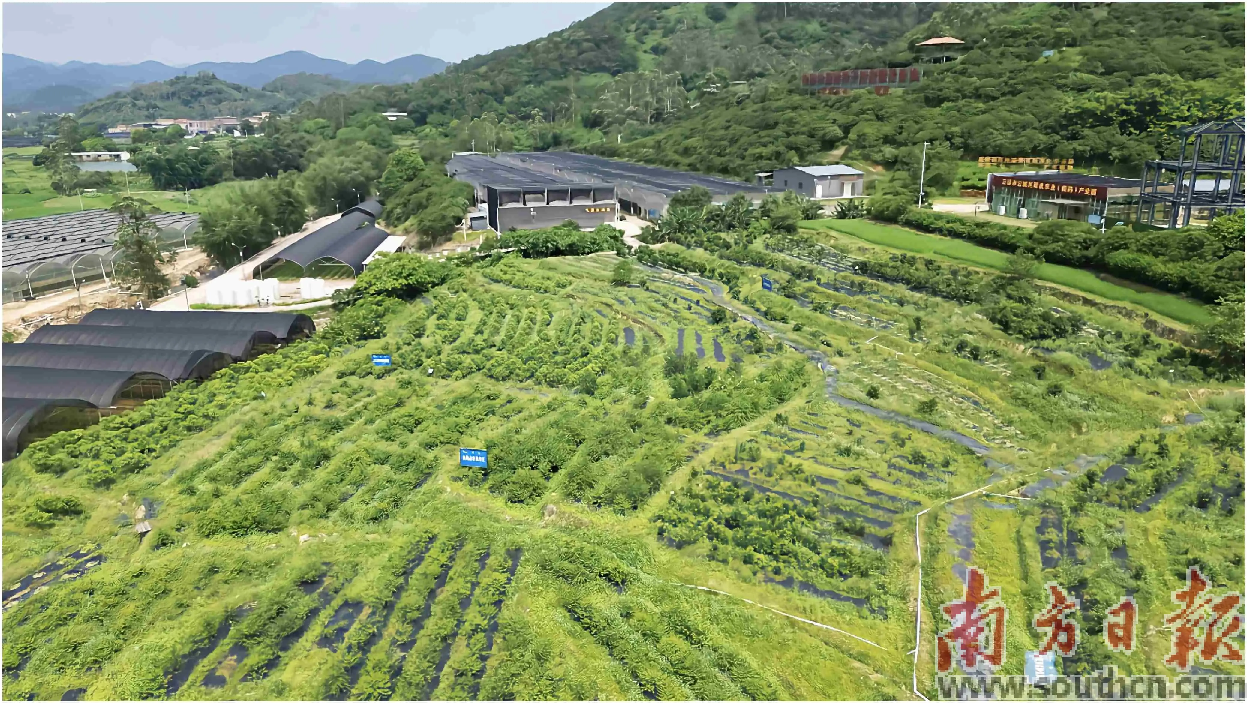 广东云浮云安区产区