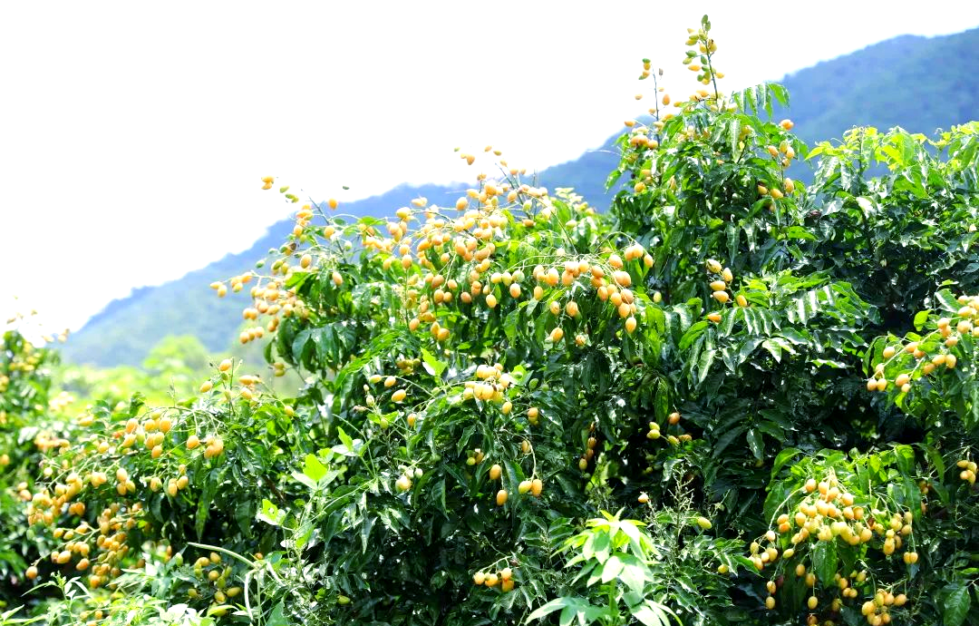 广东佛山三水区产区