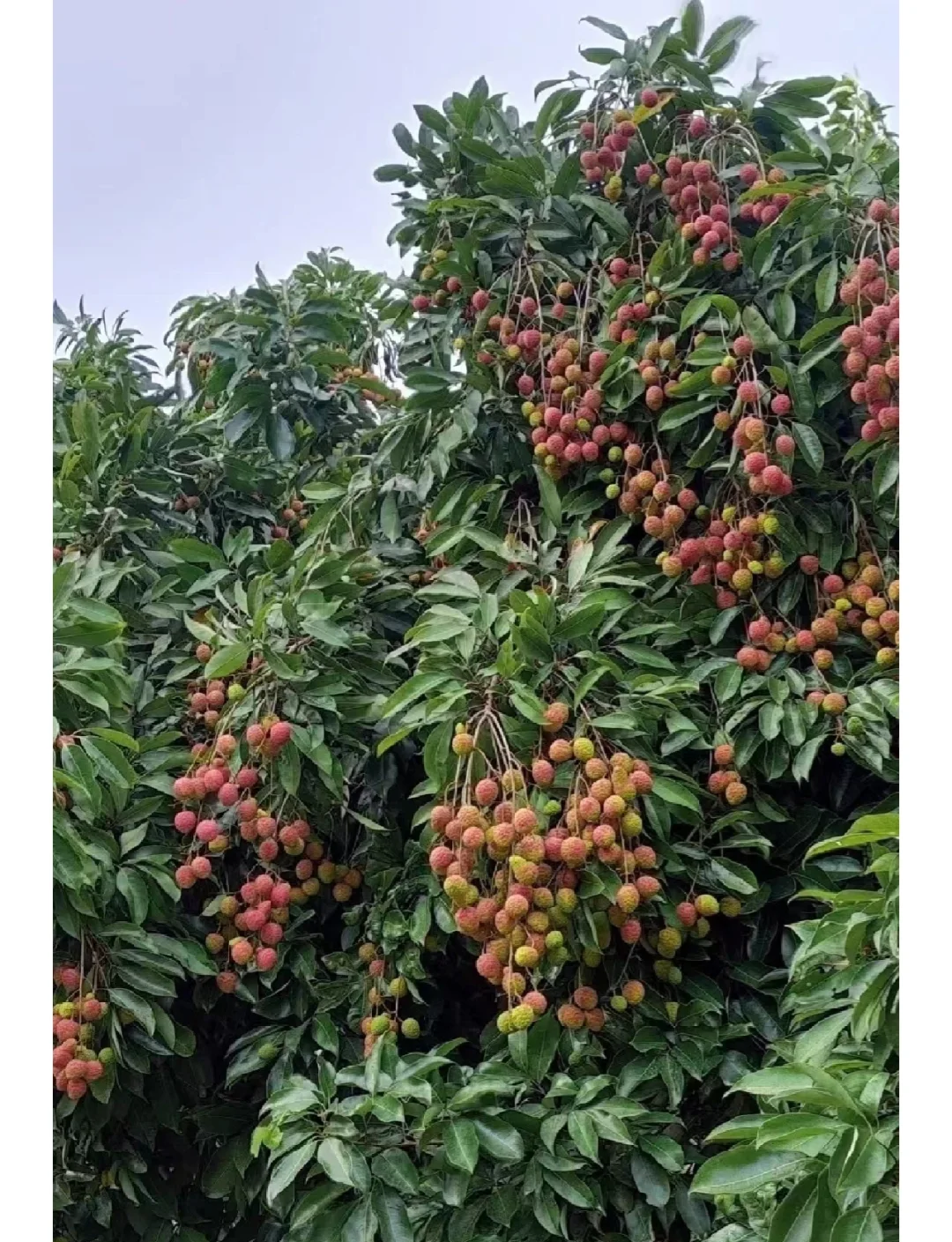广东深圳南山区产区