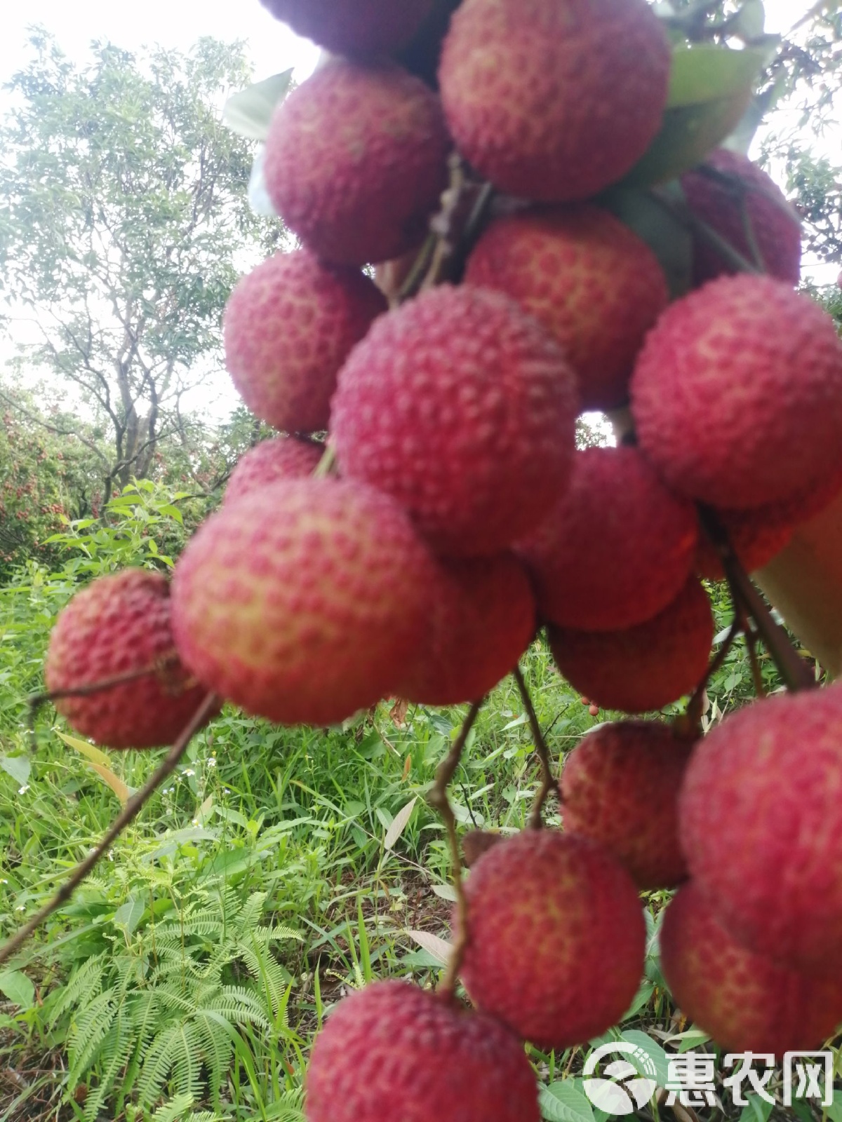 广东阳江阳东区产区