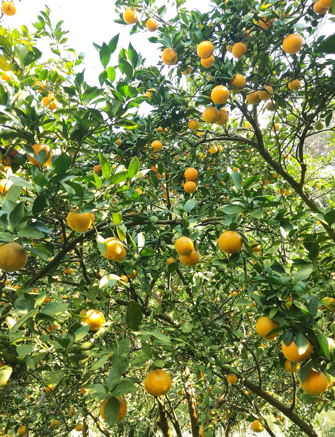 广东肇庆德庆县产区