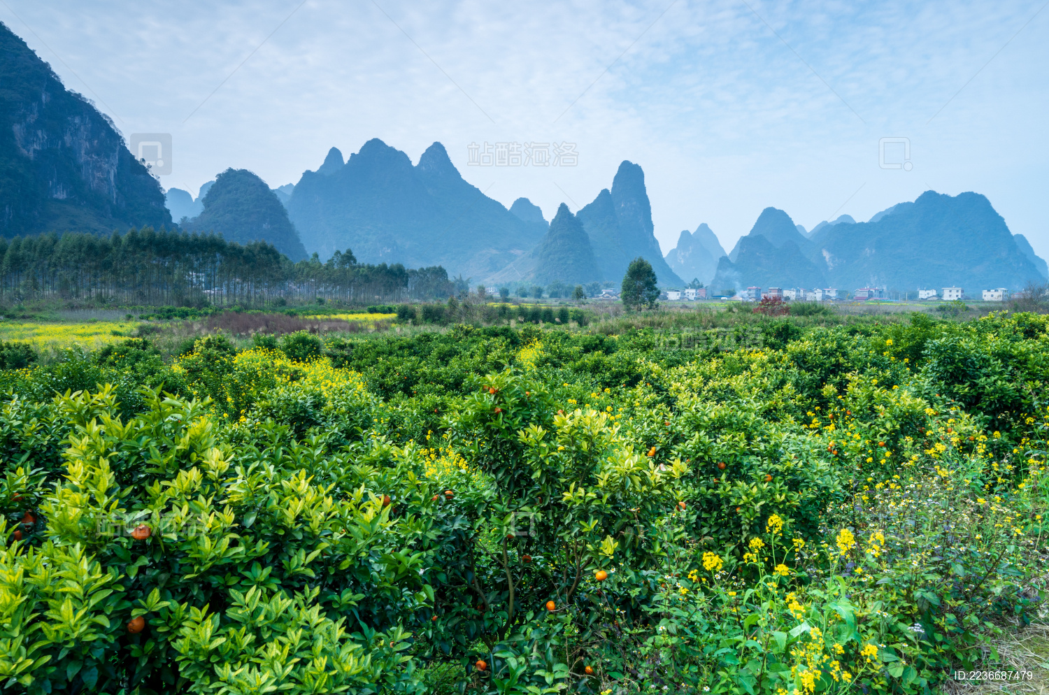 广西柳州鹿寨县产区