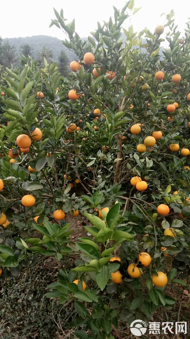 广西桂林灵川县产区