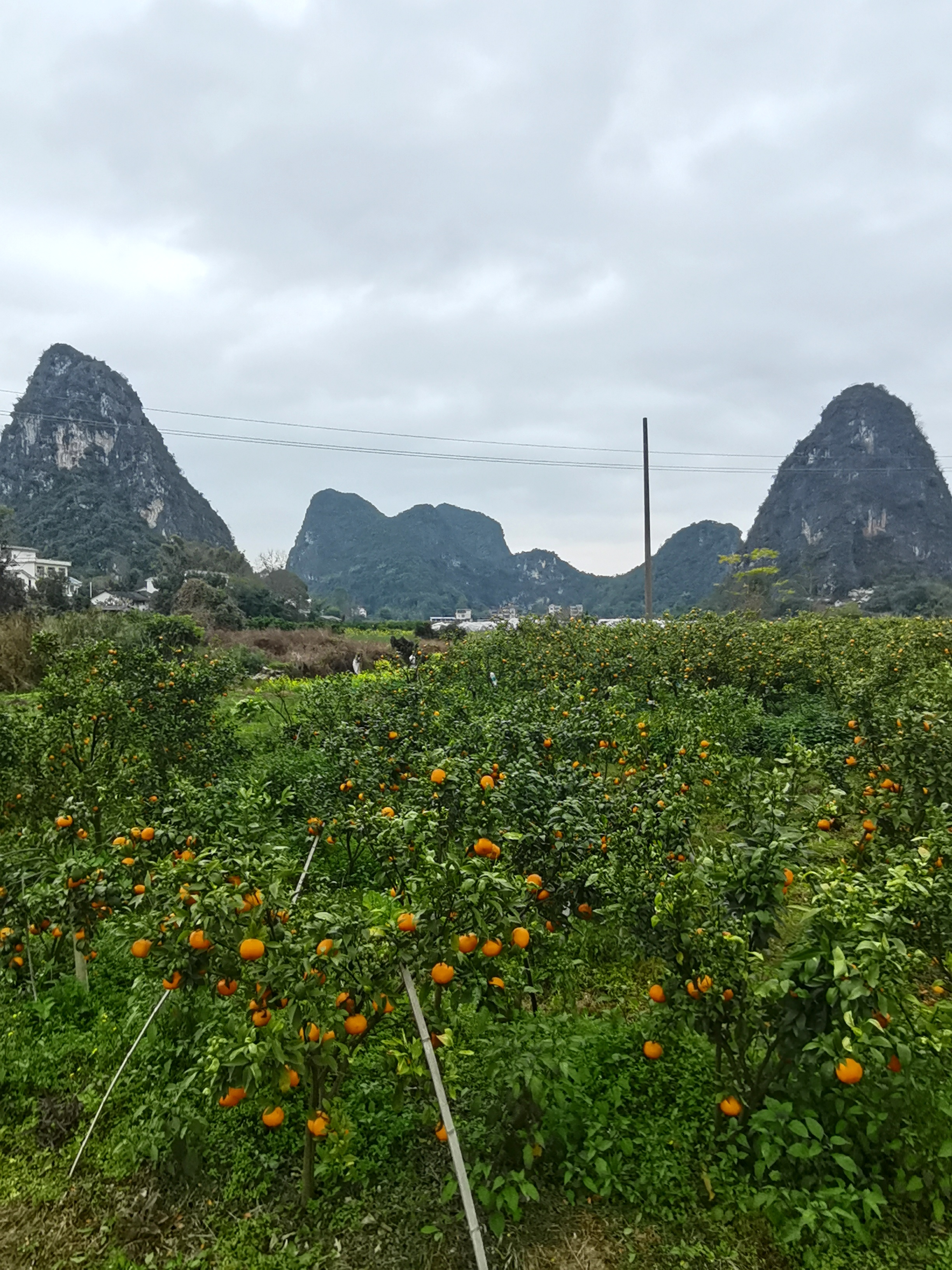 广西桂林荔浦市产区