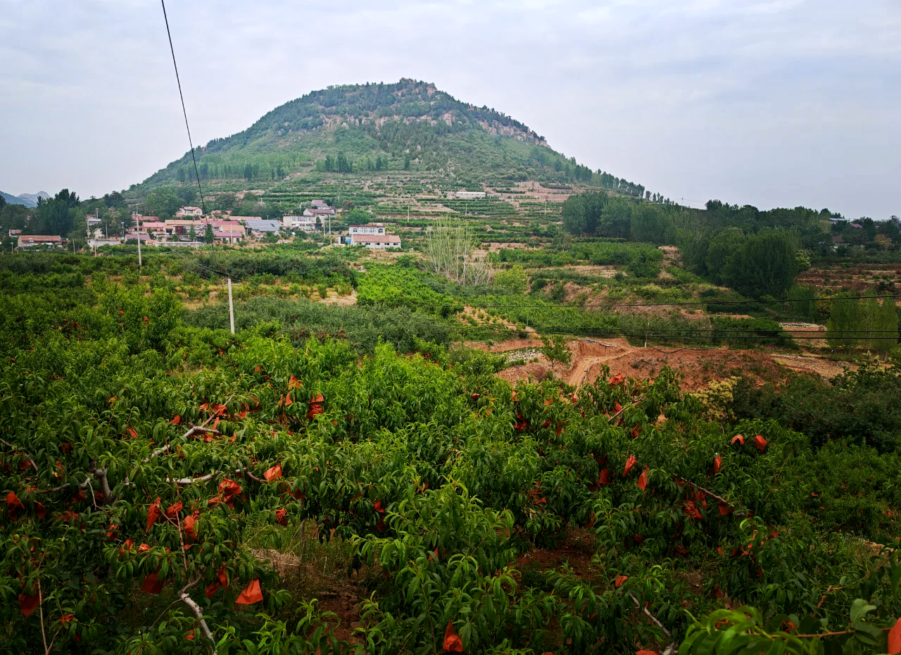 广西梧州蒙山县产区