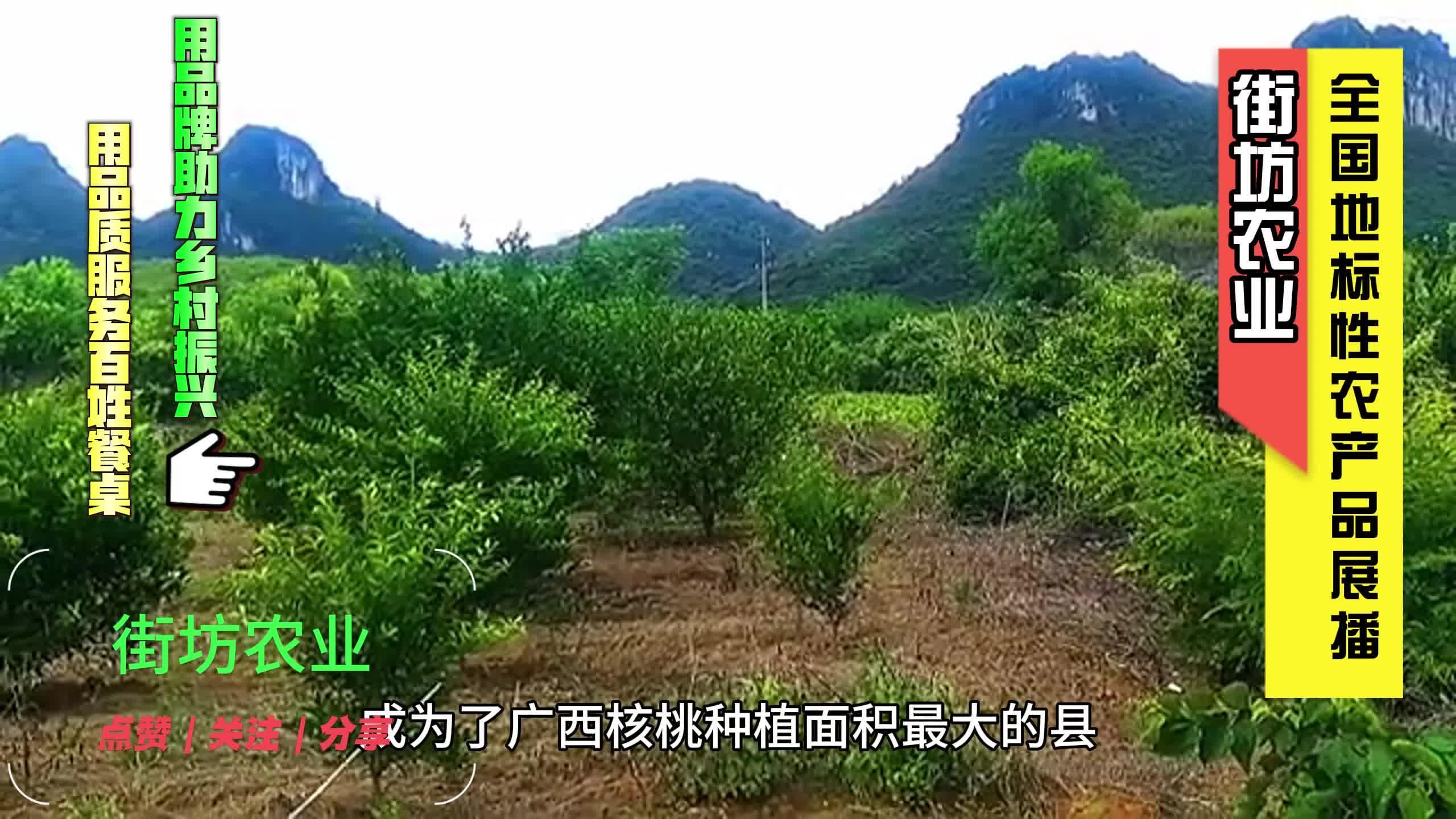 广西河池凤山县产区