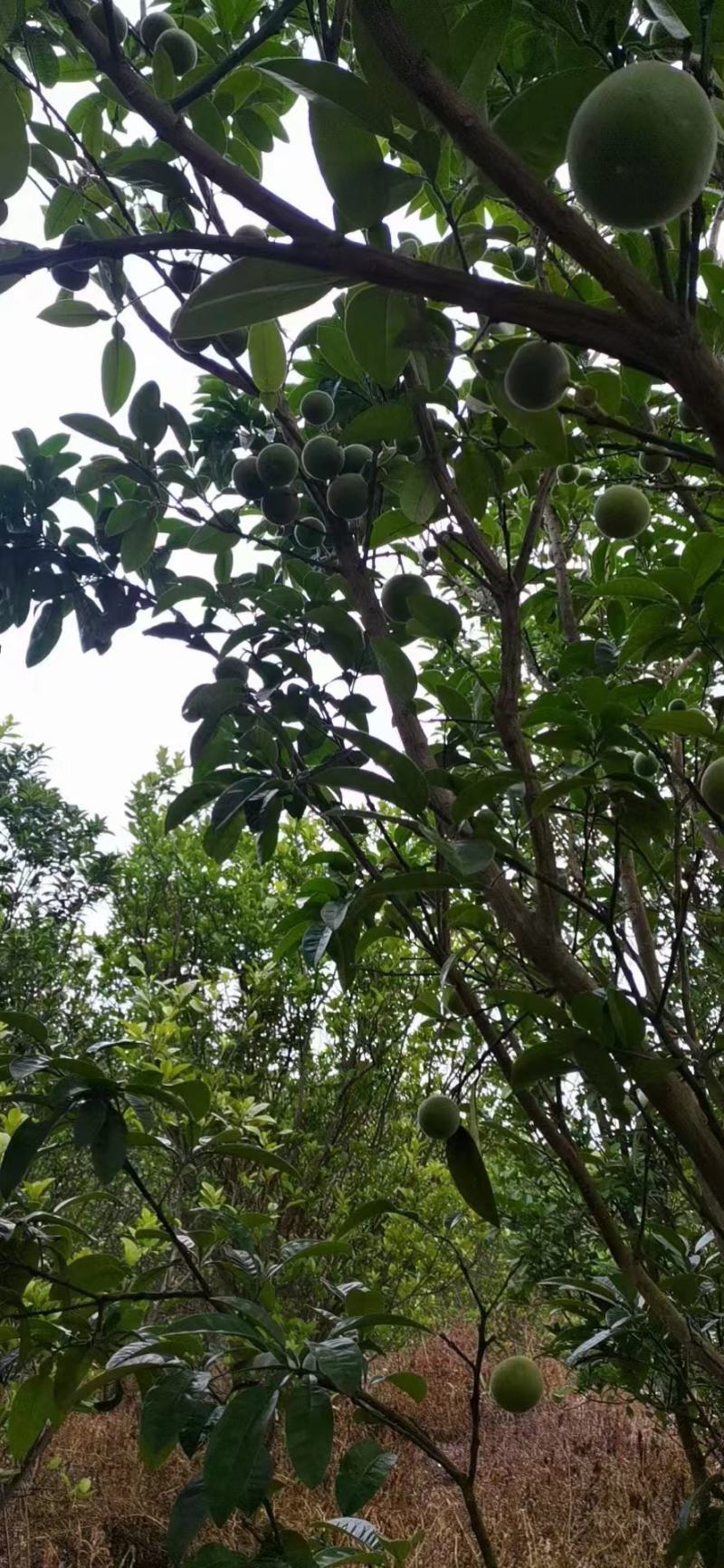 广西玉林博白县产区
