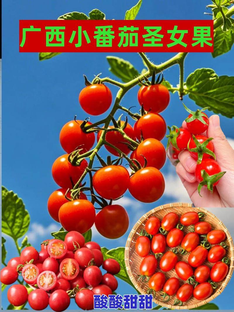 广西百色西林县产区