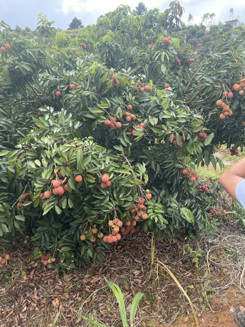 广西钦州灵山县产区
