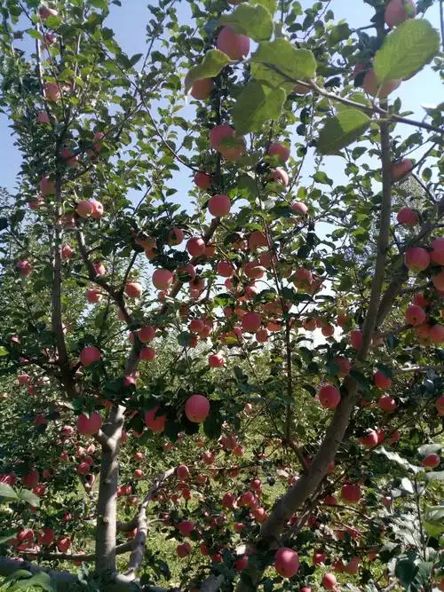 新疆伊犁特克斯县产区