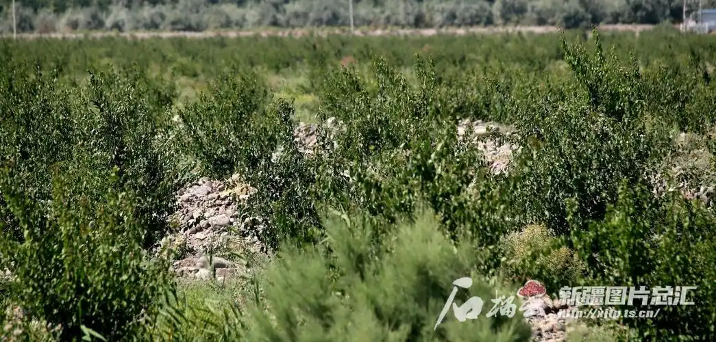 新疆克孜勒苏柯尔克孜阿克陶县产区